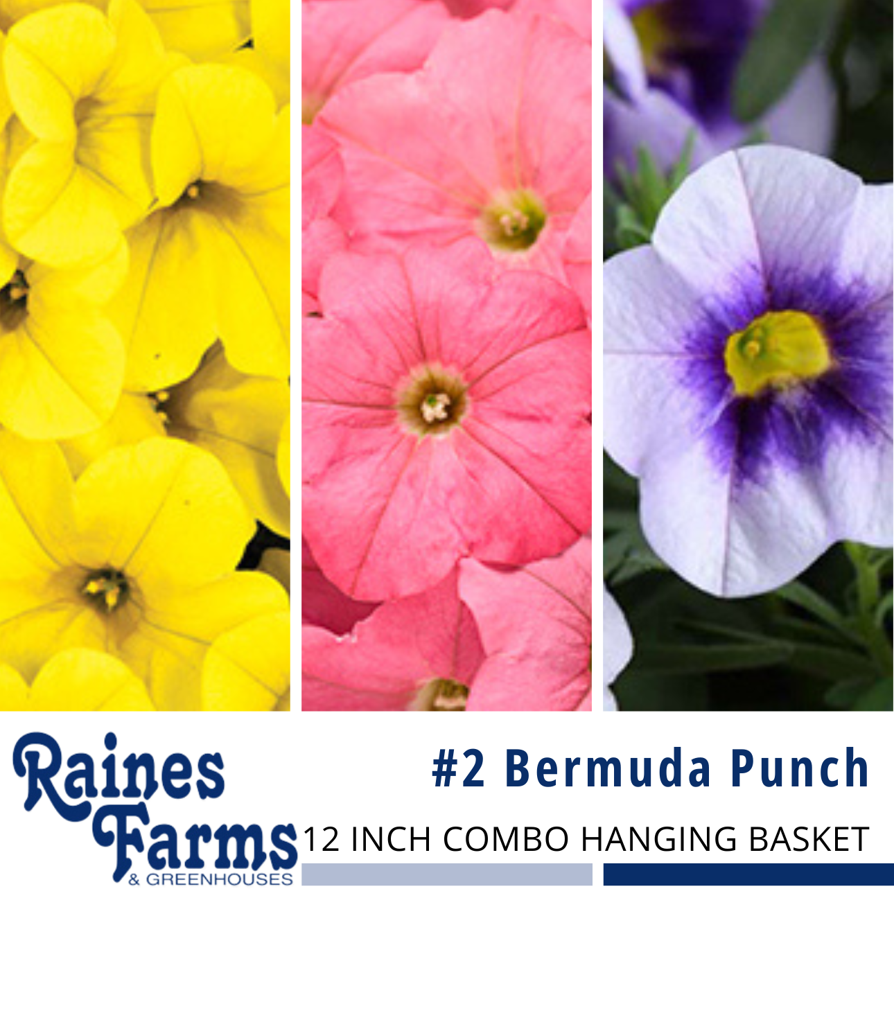 #2: Bermuda Punch 12 Inch Combo Hanging Basket